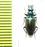 Catascopus sp.  Indonesia, Papua - INSECTS-STORE.RU