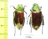 Eulasia papaveris, pair  Turkey - INSECTS-STORE.RU