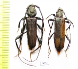 Xystrocera sp., pair  South Africa Rep. - INSECTS-STORE.RU