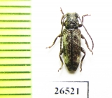 Cerambycidae sp.  South Africa Rep. - INSECTS-STORE.RU