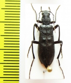 Stenotrachelidae sp.? China, Shaanxi prov. - INSECTS-STORE.RU