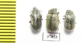 Mycteridae, Mycterus tibialis   Russia, Volgograd reg. - INSECTS-STORE.RU