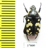 Phoxomela umbrosa  South Africa Rep. - INSECTS-STORE.RU