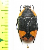 Pachnoda postica  Togo - INSECTS-STORE.RU