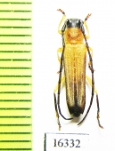 Nupserha sp.  Laos - INSECTS-STORE.RU