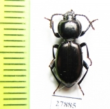 Tenebrionidae sp.  Australia - INSECTS-STORE.RU