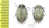 Lasiostola scabricollis  Kazakhstan - INSECTS-STORE.RU