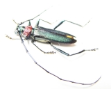 Aromia moschata ambrosiaca, male  Azerbaijan - INSECTS-STORE.RU