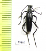 Leptura aethiops  Russia, Tver reg. - INSECTS-STORE.RU