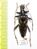 Rhagium bifasciatum  Georgia - INSECTS-STORE.RU