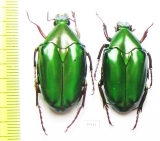 Pseudochalcothea virens, pair  Indonesia, Sumatra - INSECTS-STORE.RU