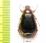 Phoebetus sp.  USA - INSECTS-STORE.RU