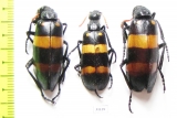 Meloidae sp.  Namibia - INSECTS-STORE.RU