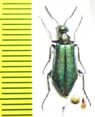 Alosimus sp.  Iran, Mazandaran prov. - INSECTS-STORE.RU