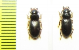 Carabidae sp.  Indonesia, Papua - INSECTS-STORE.RU