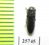 Buprestidae sp.  South Africa Rep. - INSECTS-STORE.RU