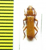 Holorusius perrieri  Kenya - INSECTS-STORE.RU