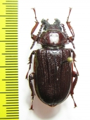 Cantharocnemis sp.  Cameroon - INSECTS-STORE.RU