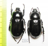 Hatamus tarsalis, pair  Indonesia, Papua - INSECTS-STORE.RU