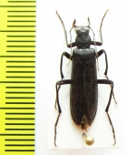 Stenotrachelidae sp.? China, Shaanxi prov. - INSECTS-STORE.RU