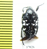 Cetoniinae sp.  South Africa Rep. - INSECTS-STORE.RU