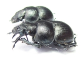Lethrus legezini, pair  Tajikistan - INSECTS-STORE.RU