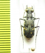 Myriochila melancholica trilunaris  Madagascar - INSECTS-STORE.RU