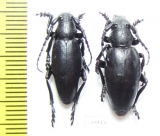 Dorcadion majoripenne, pair  Greece - INSECTS-STORE.RU