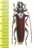 Cerambycidae sp.  Brasilia - INSECTS-STORE.RU