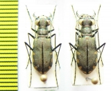 Calomera funerea multinotata, pair  Indonesia, Sulawesi - INSECTS-STORE.RU