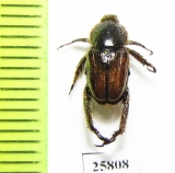 Hopliini sp.  South Africa Rep. - INSECTS-STORE.RU