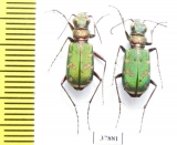 Cicindela soluta, pair  Russia, Volgograd reg. - INSECTS-STORE.RU