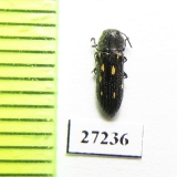 Buprestidae sp.  South Africa Rep. - INSECTS-STORE.RU