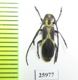 Cerambycidae sp.  Mozambique - INSECTS-STORE.RU
