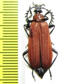 Pyrochroidae sp.  China, Shaanxi prov. - INSECTS-STORE.RU