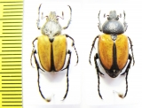 Campulipus sp., pair  South Africa Rep. - INSECTS-STORE.RU