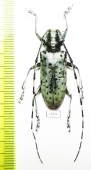 Pseudonemophas versteegi, female  Laos - INSECTS-STORE.RU