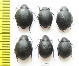 Pimelia subglobosa  Russia, Volgograd reg. - INSECTS-STORE.RU