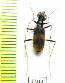 Peridexia hilaris  Madagascar - INSECTS-STORE.RU