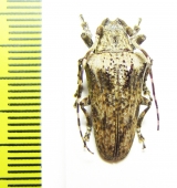 Cerambycidae sp.  Brasilia - INSECTS-STORE.RU