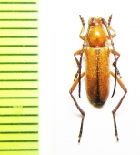 Batyle suturalis  USA - INSECTS-STORE.RU