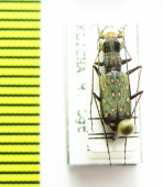 Lophyra atkinsoni  Myanmar - INSECTS-STORE.RU