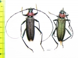 Aromia moschata ambrosiaca, pair  Azerbaijan - INSECTS-STORE.RU