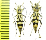 Chlorophorus signaticollis  Taiwan - INSECTS-STORE.RU