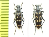 Leptura duodecimguttata, pair  Russia, Tuva reg. - INSECTS-STORE.RU