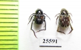 Hopliini sp., pair  South Africa Rep. - INSECTS-STORE.RU