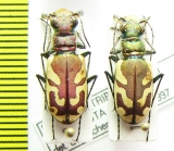 Cicindela lengi versuta  Canada - INSECTS-STORE.RU