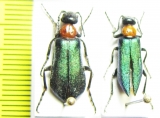 Alosimus syriacus, pair  Israel - INSECTS-STORE.RU