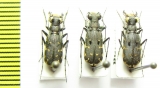 Myriochila sp., pair  Spain - INSECTS-STORE.RU