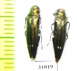 Agrilus biguttatus  Russia, Kaluga reg. - INSECTS-STORE.RU